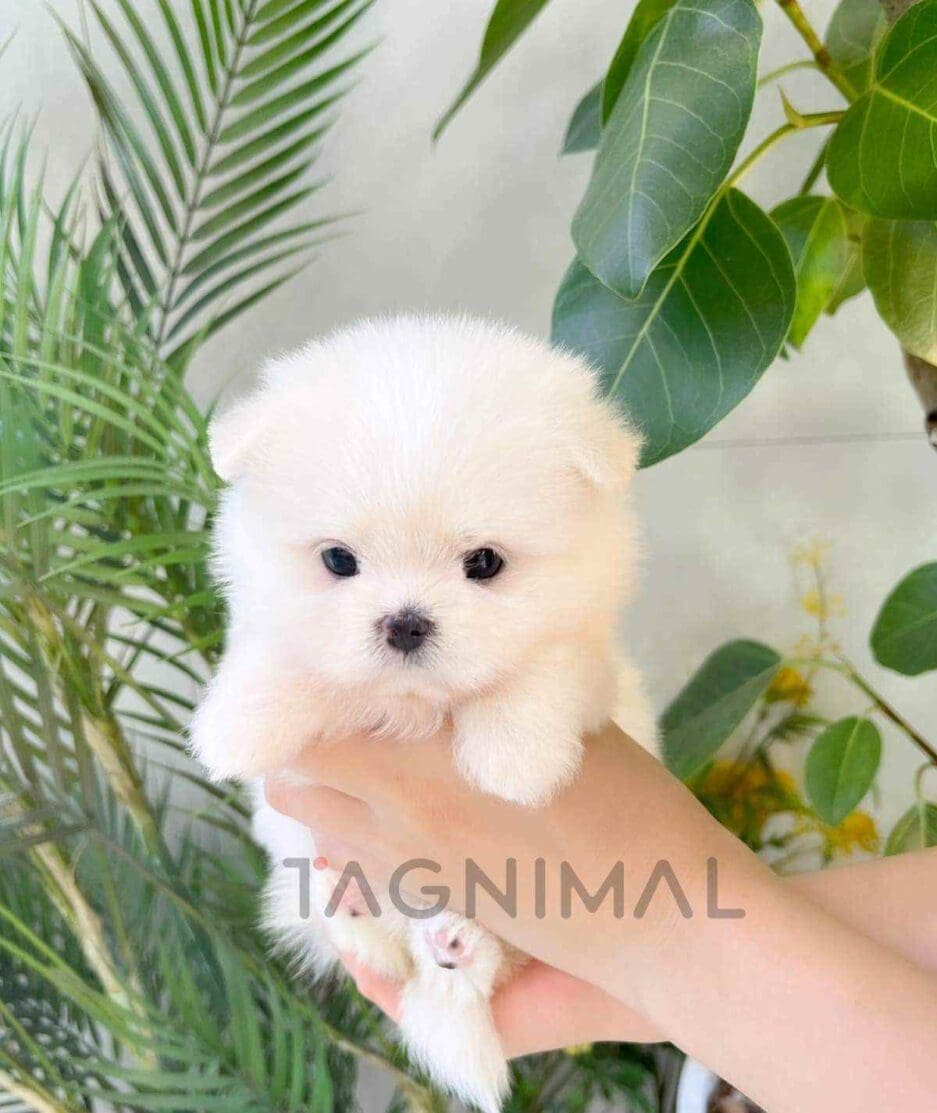 Maltipom puppy for sale, dog for sale at Tagnimal