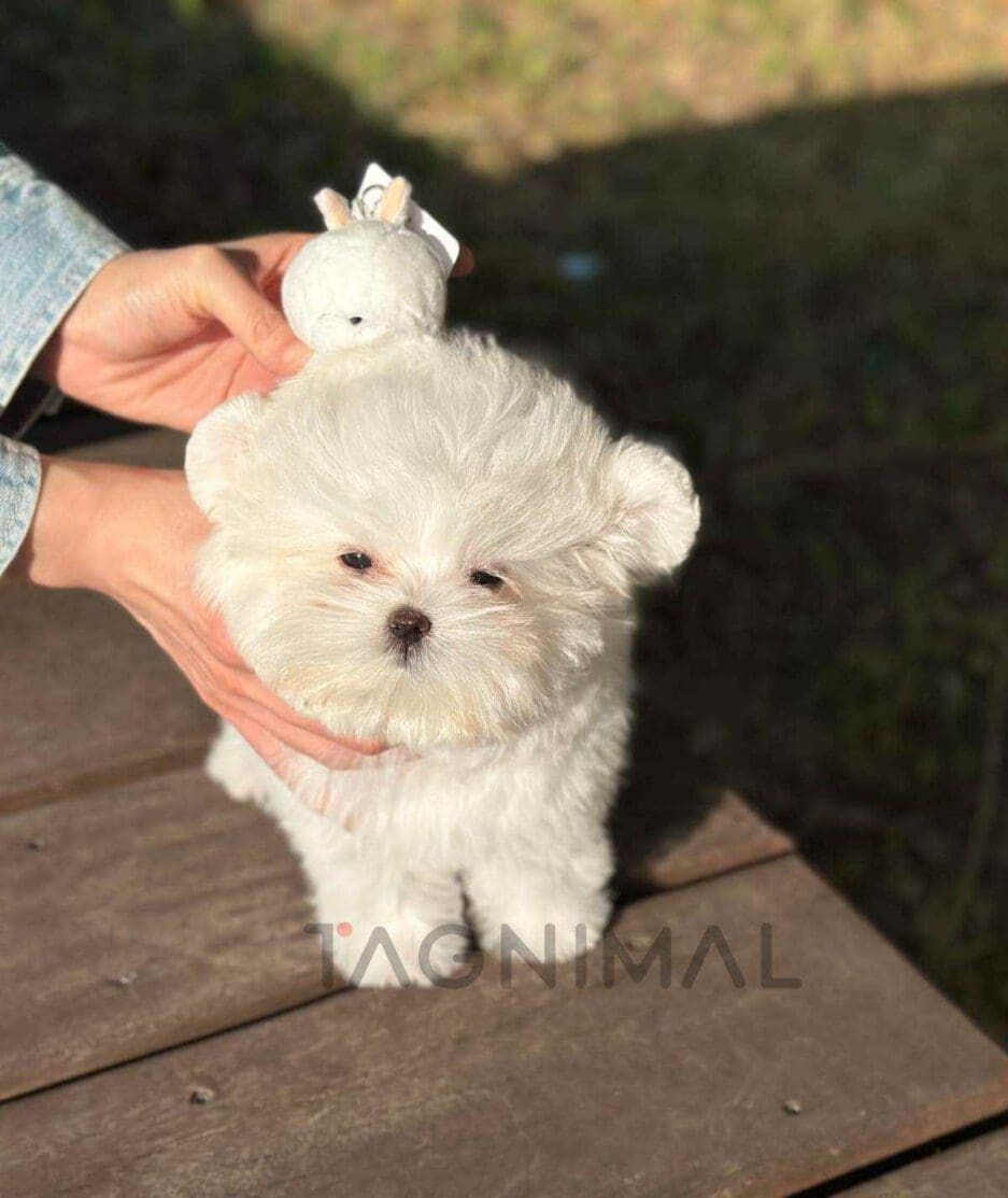 Maltipom puppy for sale, dog for sale at Tagnimal