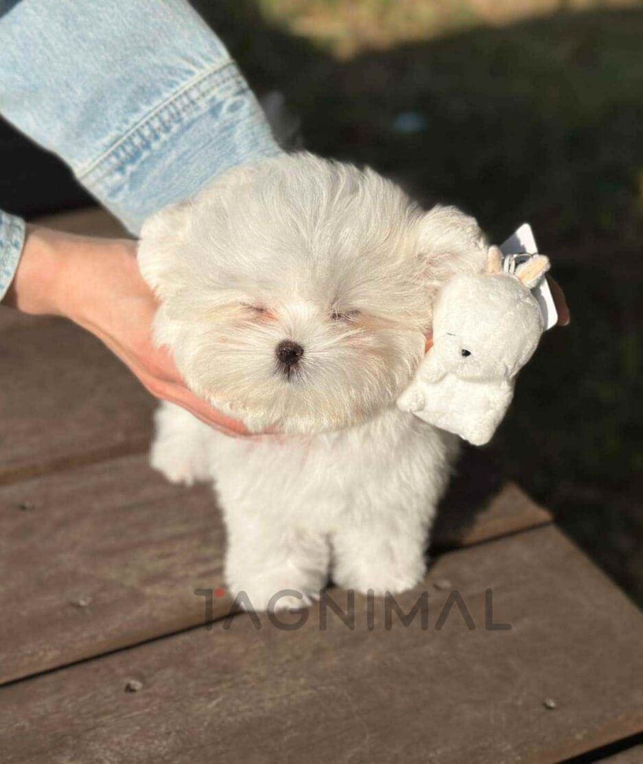 Maltipom puppy for sale, dog for sale at Tagnimal