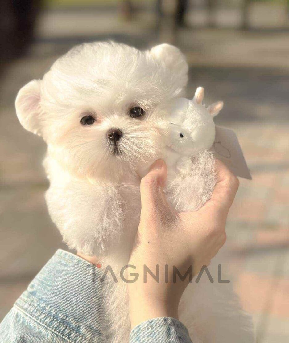 Maltipom puppy for sale, dog for sale at Tagnimal