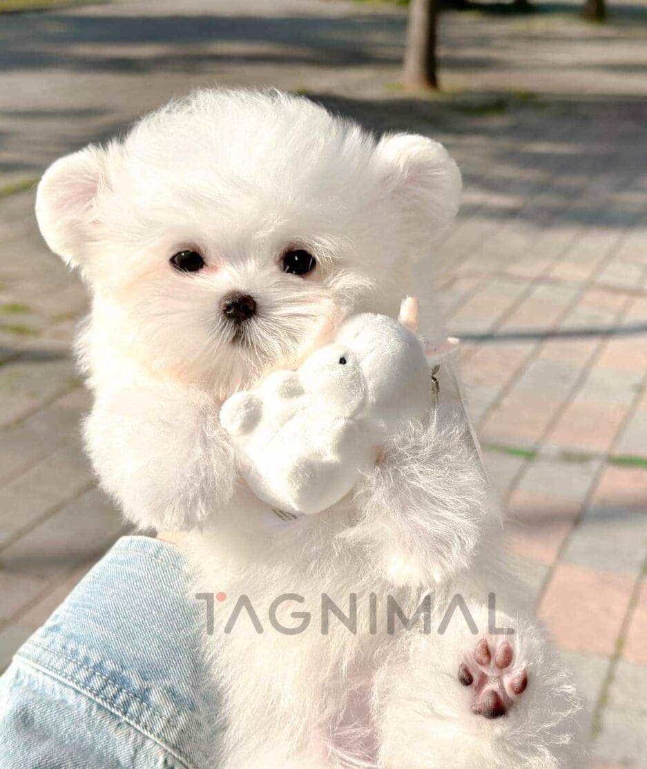 Maltipom puppy for sale, dog for sale at Tagnimal