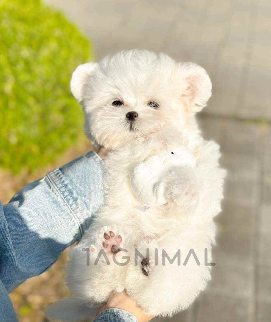 Maltipom puppy for sale, dog for sale at Tagnimal