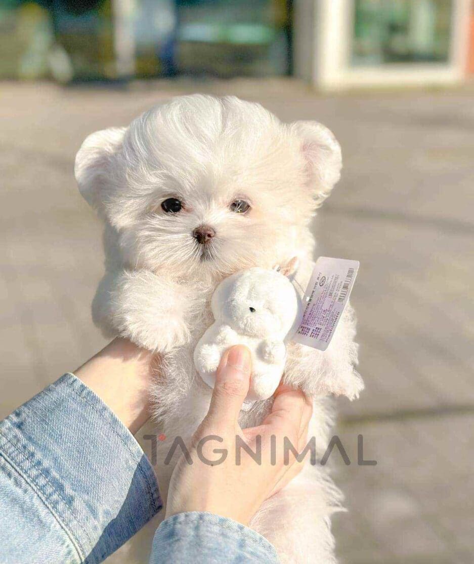 Maltipom puppy for sale, dog for sale at Tagnimal