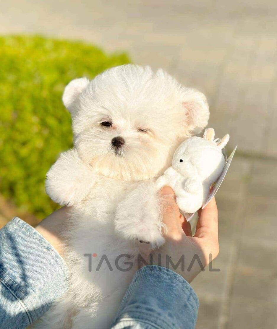 Maltipom puppy for sale, dog for sale at Tagnimal