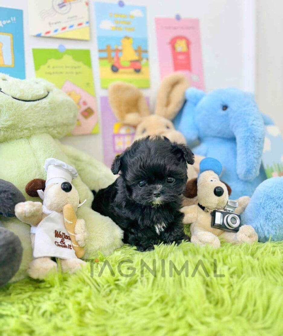 Maltipoo puppy for sale, dog for sale at Tagnimal