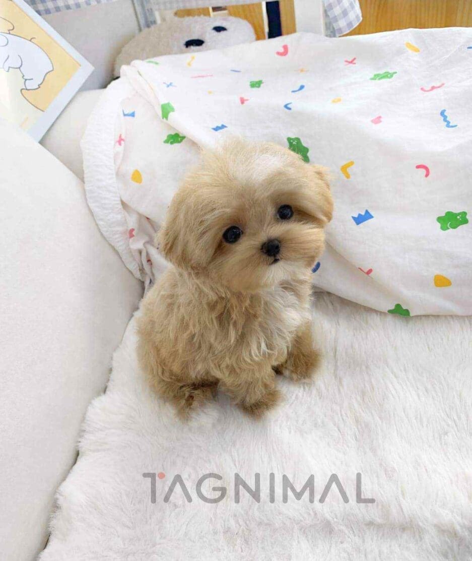 Maltipoo puppy for sale, dog for sale at Tagnimal