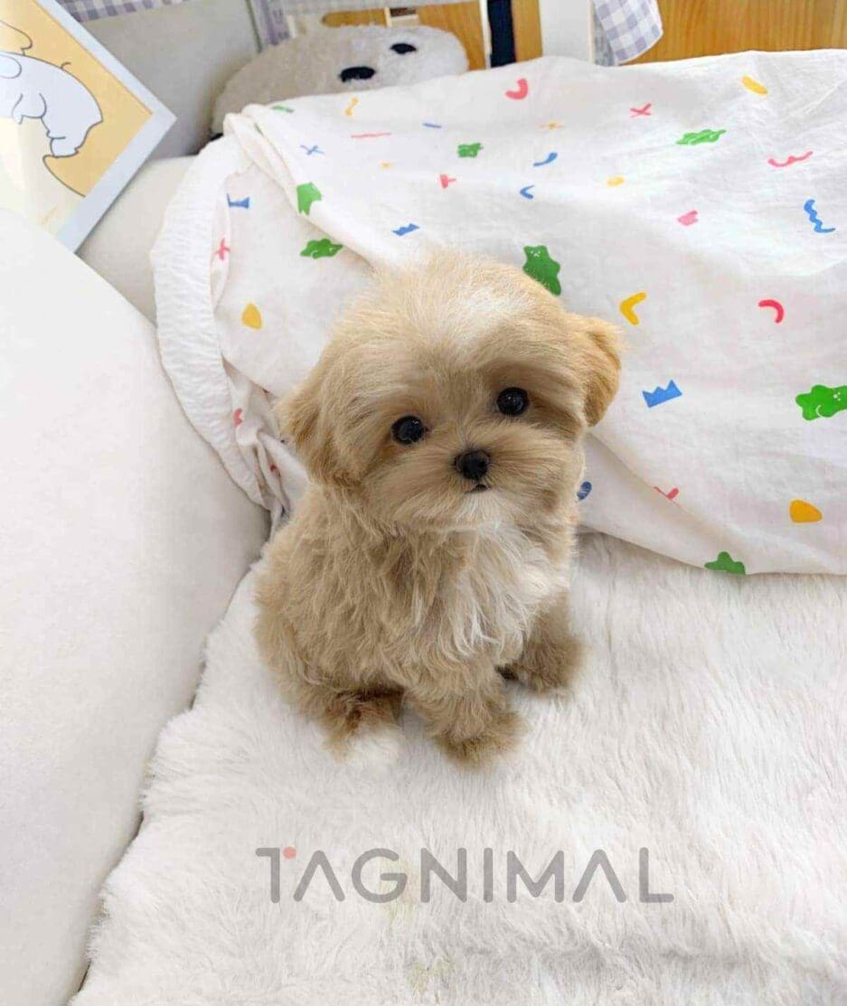 Maltipoo puppy for sale, dog for sale at Tagnimal