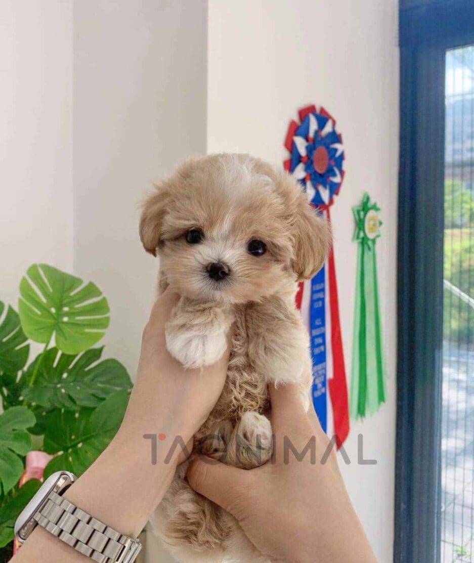 Maltipoo puppy for sale, dog for sale at Tagnimal