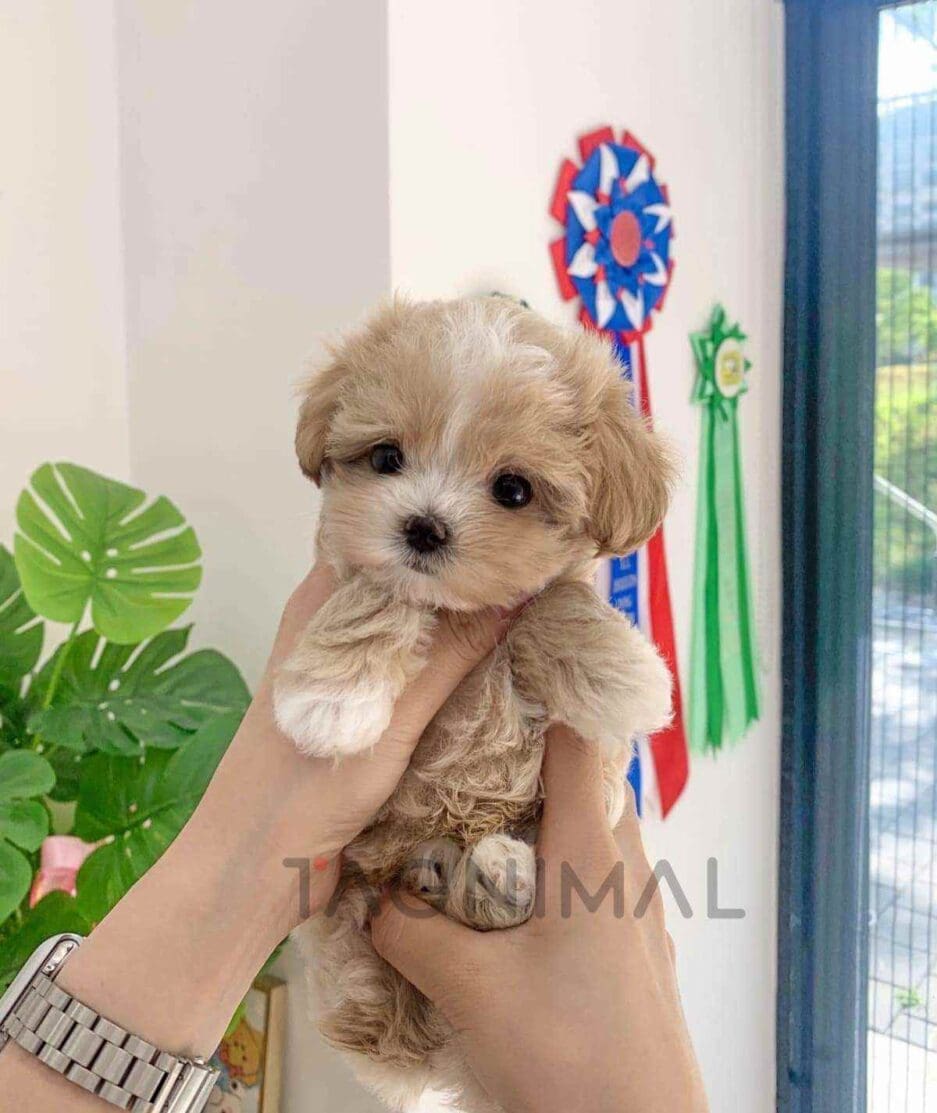 Maltipoo puppy for sale, dog for sale at Tagnimal