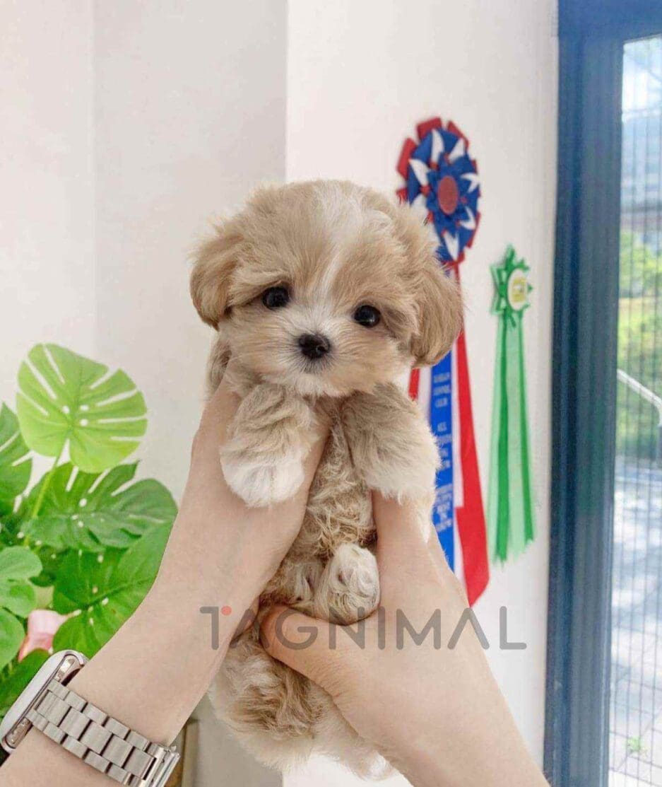 Maltipoo puppy for sale, dog for sale at Tagnimal