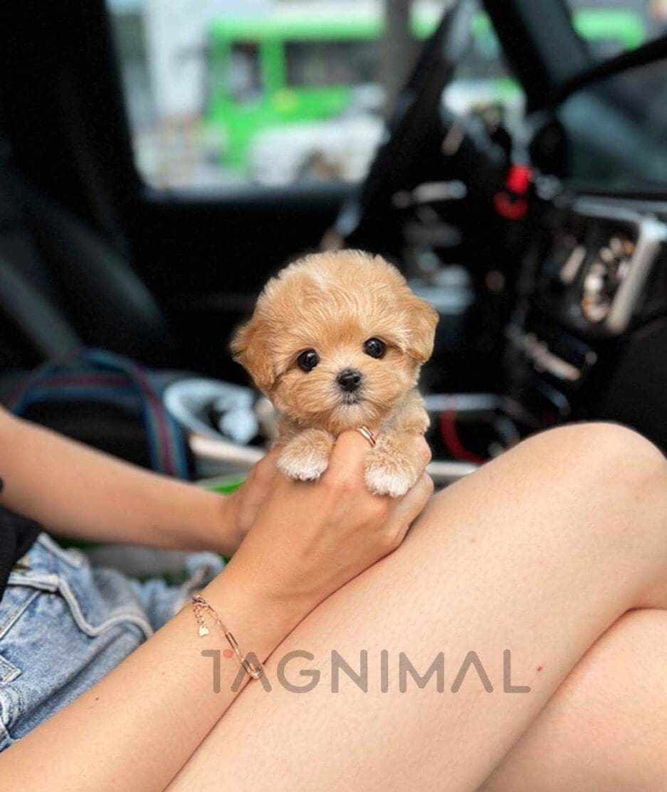 Maltipoo puppy for sale, dog for sale at Tagnimal