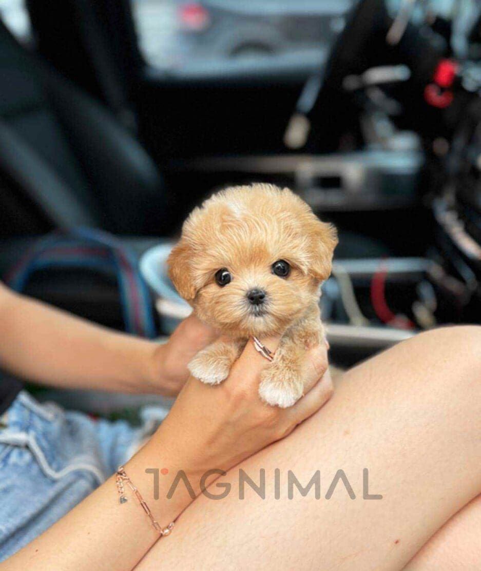 Maltipoo puppy for sale, dog for sale at Tagnimal