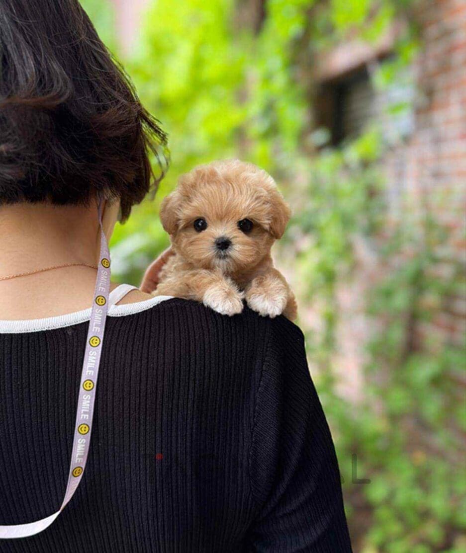 Maltipoo puppy for sale, dog for sale at Tagnimal