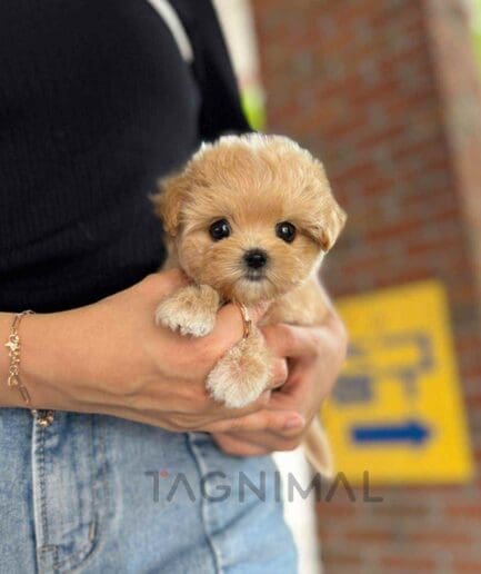 ขายลูกสุนัขมอลทิพู ซื้อสุนัข ซื้อหมา ได้ที่ Tagnimal