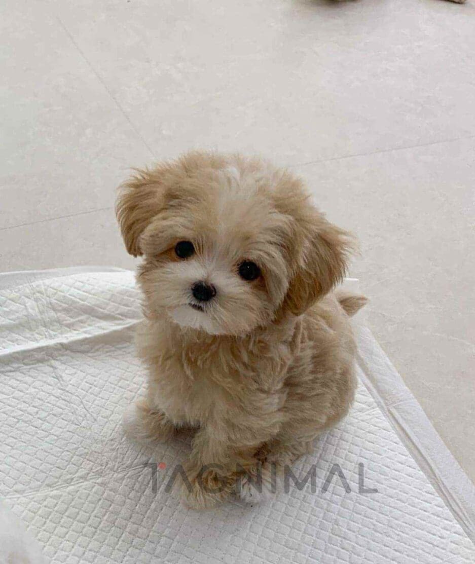 Maltipoo puppy for sale, dog for sale at Tagnimal