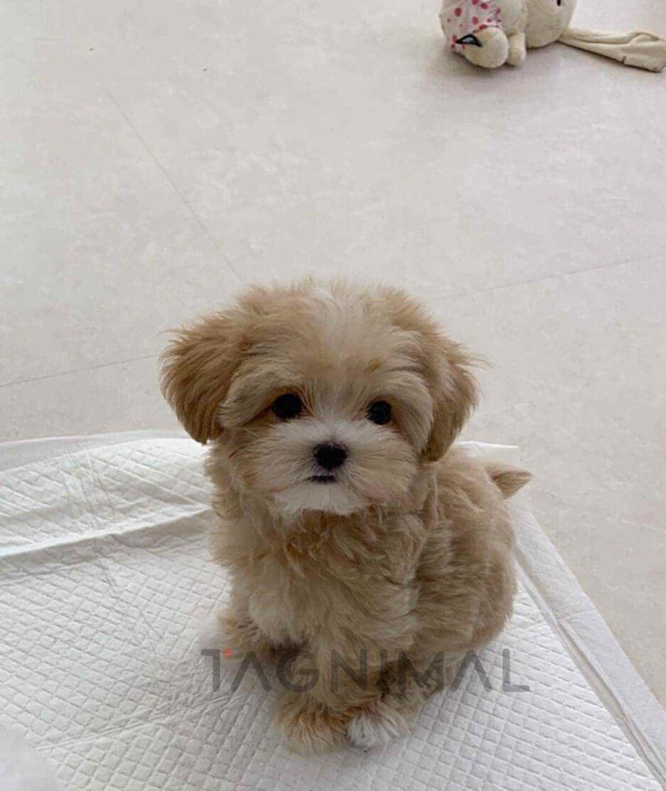 Maltipoo puppy for sale, dog for sale at Tagnimal