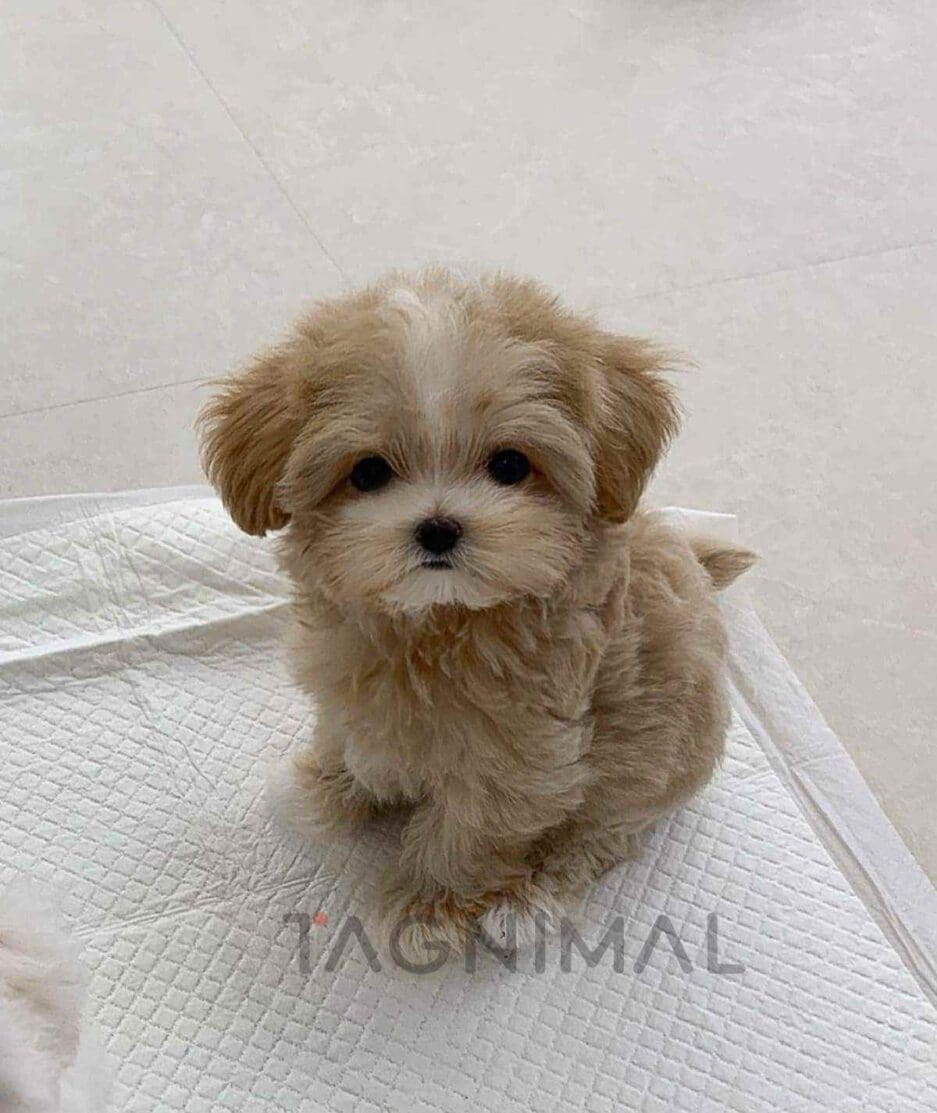 Maltipoo puppy for sale, dog for sale at Tagnimal