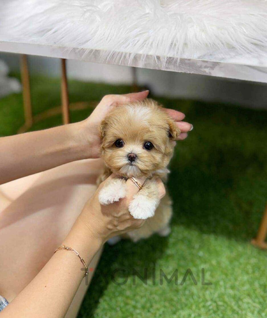 Maltipoo puppy for sale, dog for sale at Tagnimal