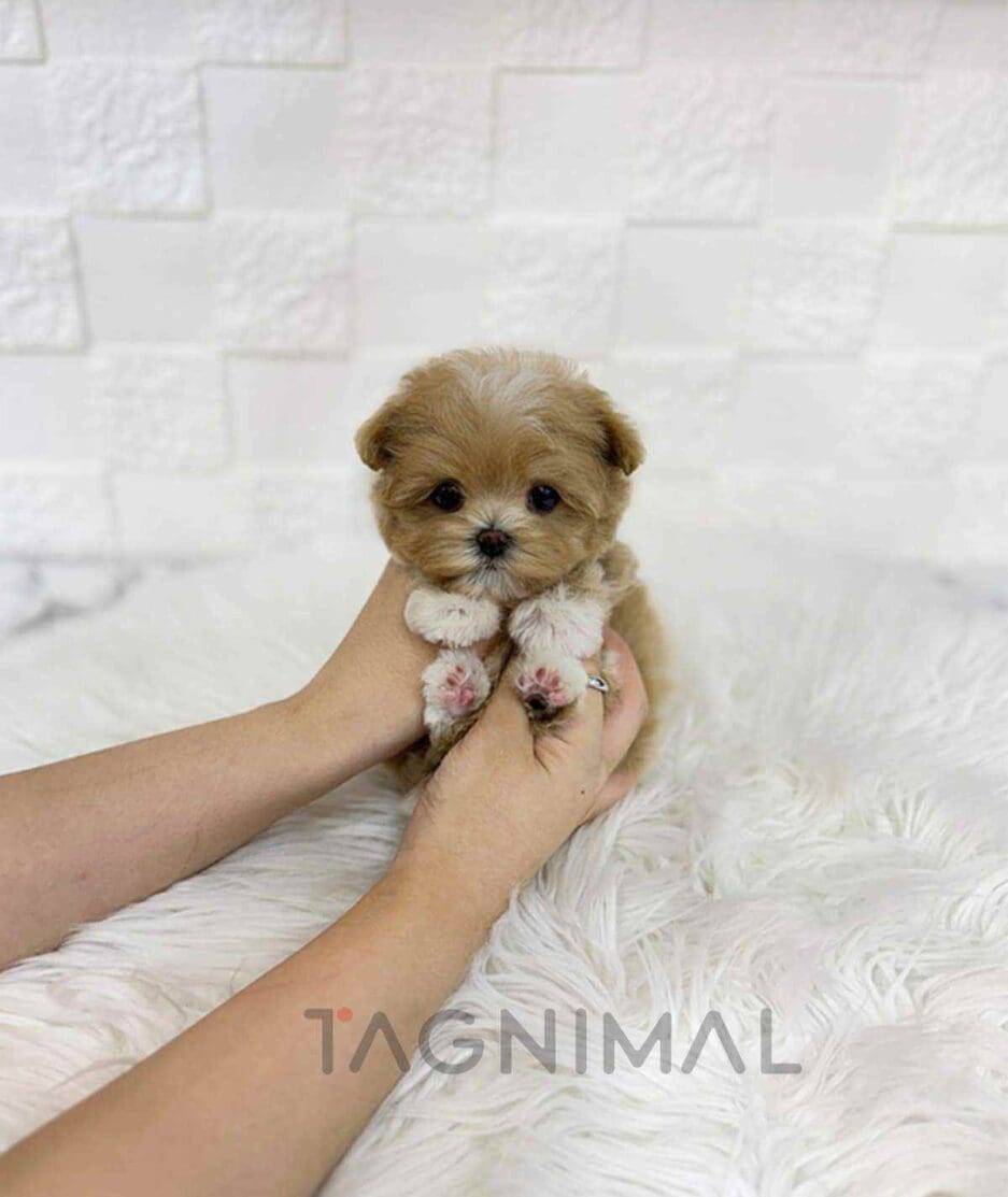 Maltipoo puppy for sale, dog for sale at Tagnimal