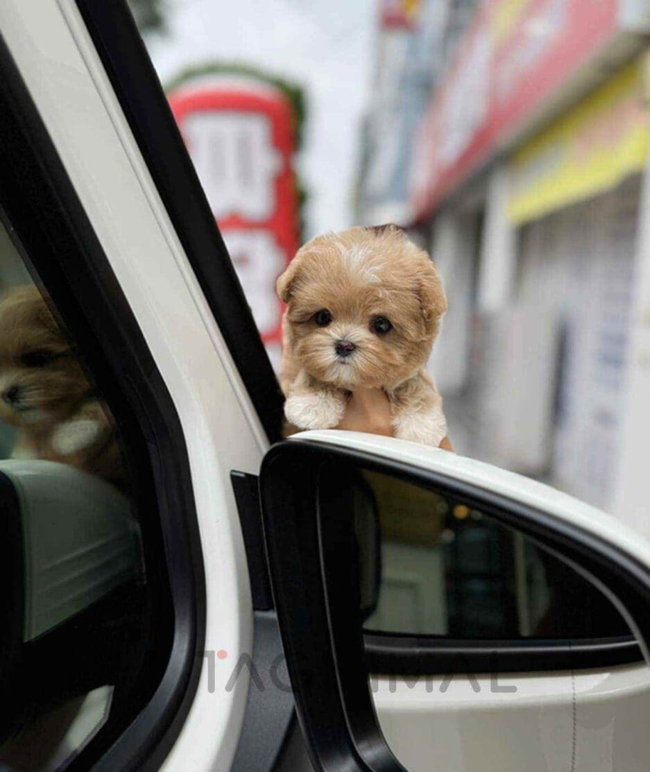 Maltipoo puppy for sale, dog for sale at Tagnimal