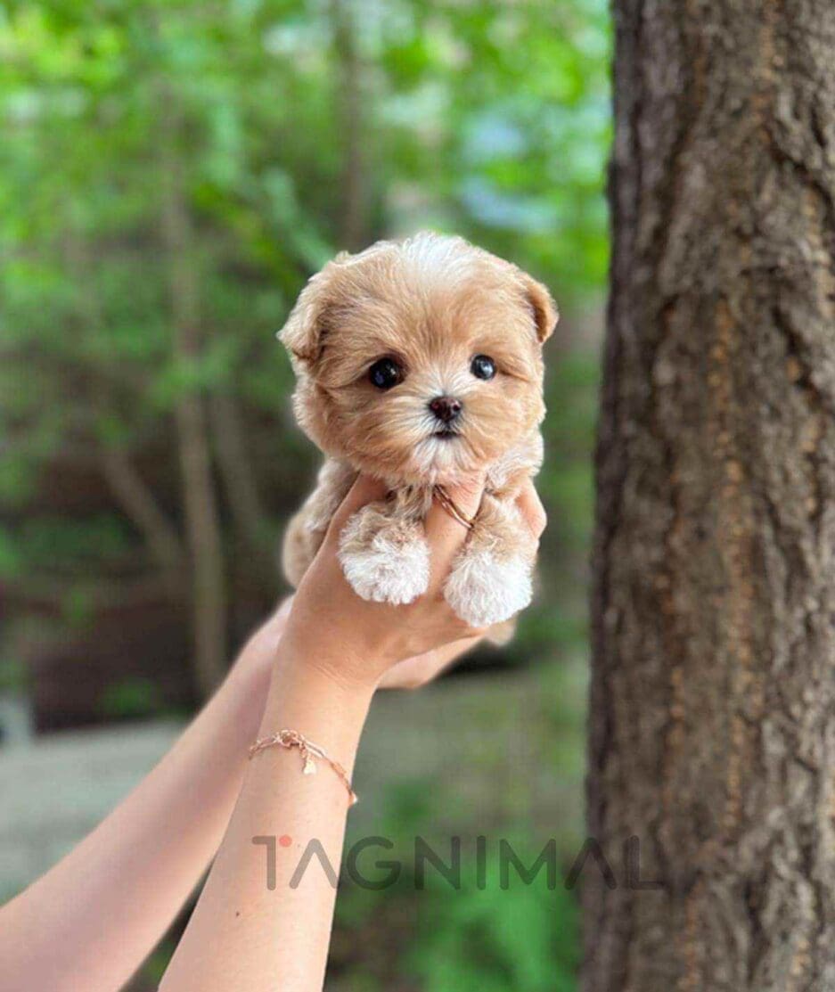 Maltipoo puppy for sale, dog for sale at Tagnimal