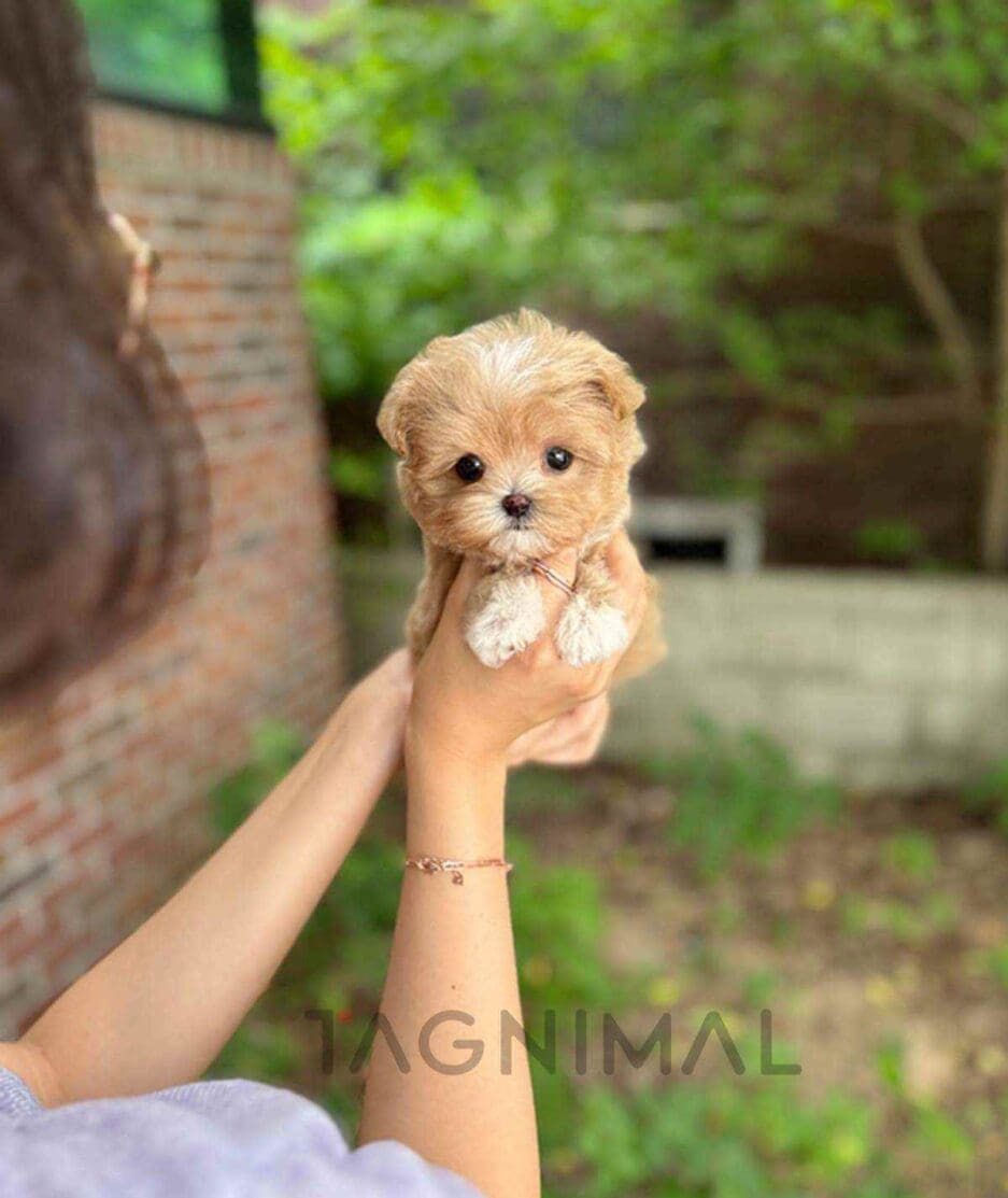 Maltipoo puppy for sale, dog for sale at Tagnimal