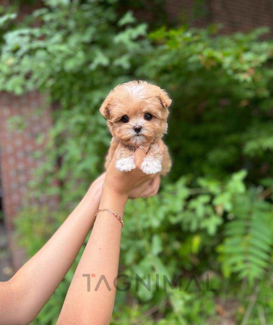 Maltipoo puppy for sale, dog for sale at Tagnimal