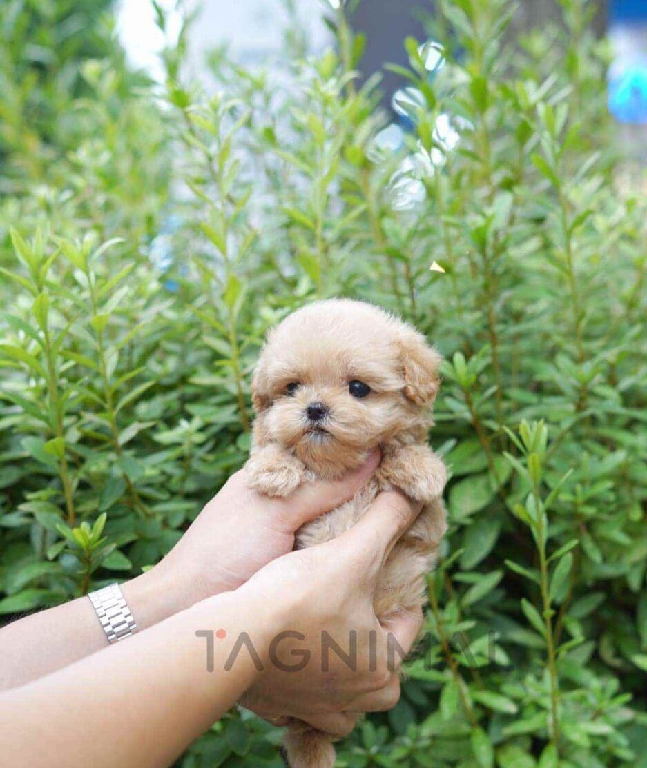 Maltipoo puppy for sale, dog for sale at Tagnimal