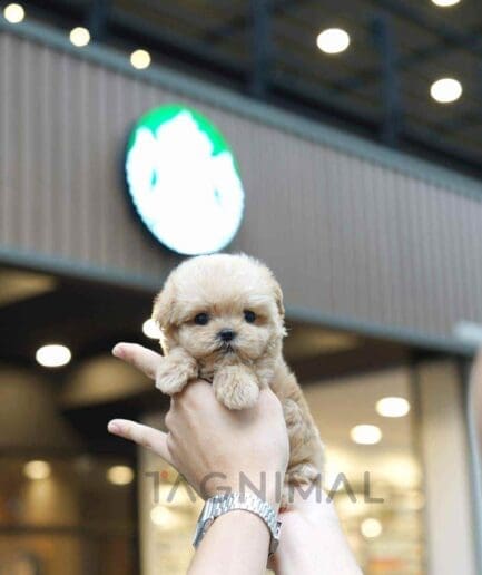 Maltipoo puppy for sale, dog for sale at Tagnimal