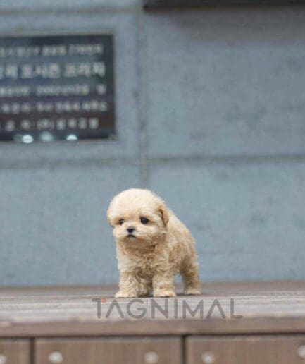 Maltipoo puppy for sale, dog for sale at Tagnimal