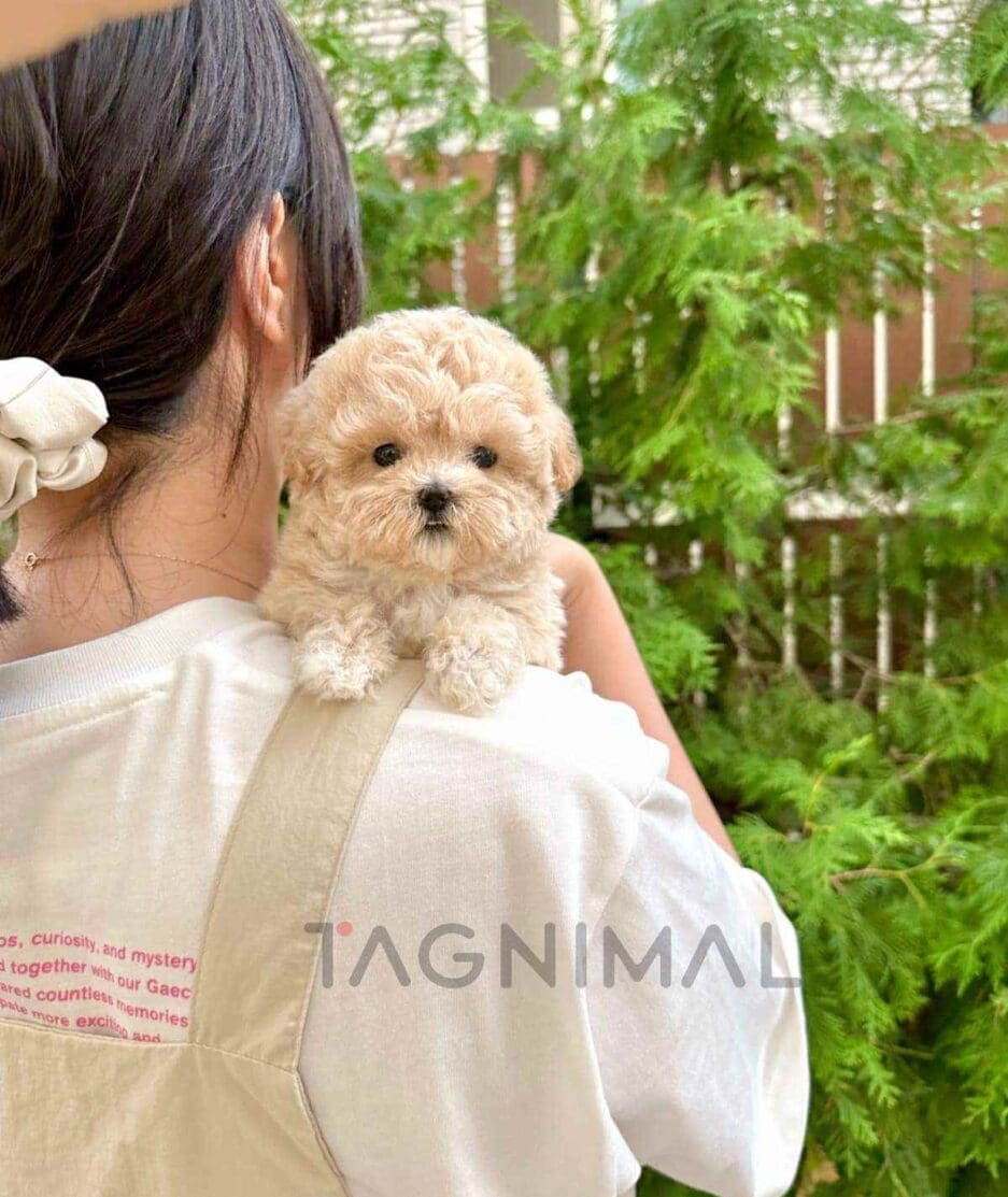 Maltipoo puppy for sale, dog for sale at Tagnimal