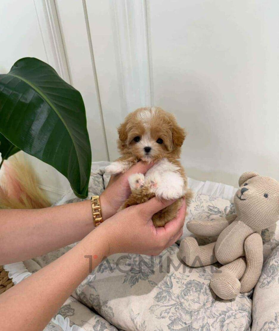 Maltipoo puppy for sale, dog for sale at Tagnimal