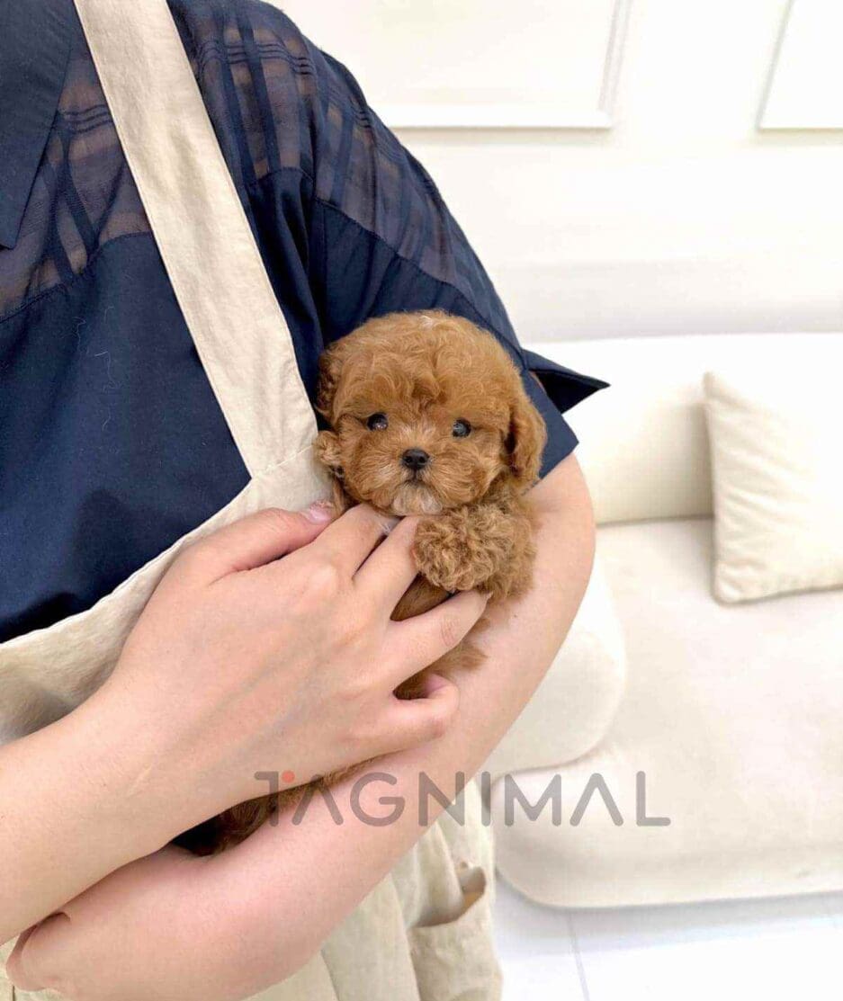 Maltipoo puppy for sale, dog for sale at Tagnimal