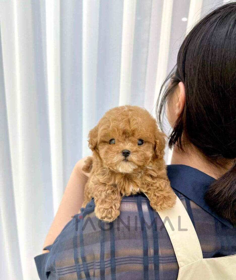 Maltipoo puppy for sale, dog for sale at Tagnimal