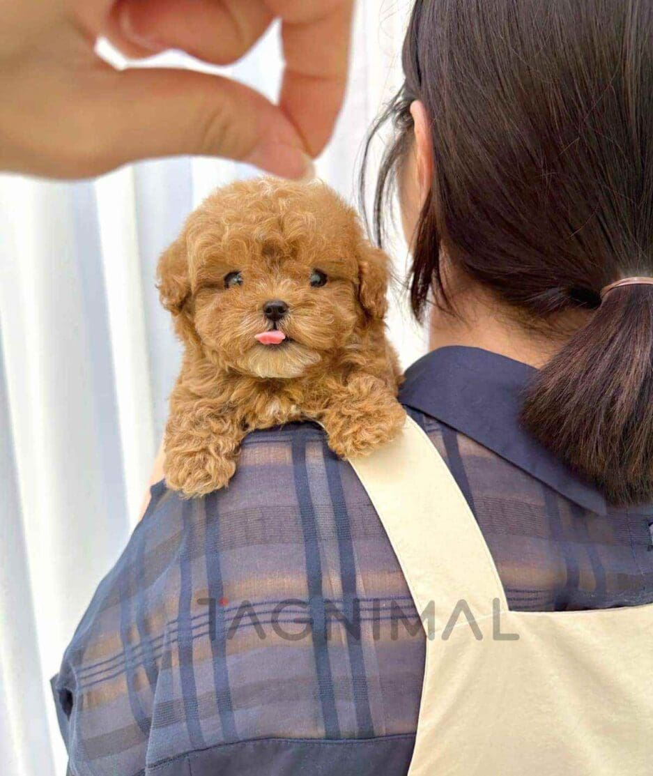 Maltipoo puppy for sale, dog for sale at Tagnimal