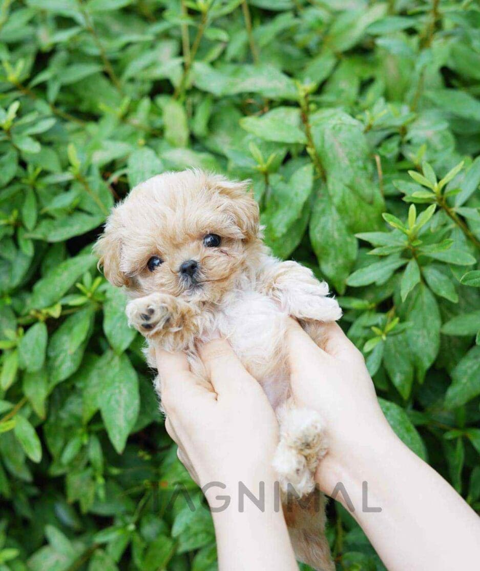 Maltipoo puppy for sale, dog for sale at Tagnimal