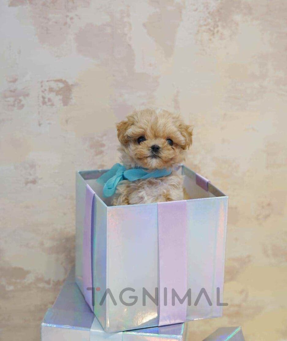 Maltipoo puppy for sale, dog for sale at Tagnimal