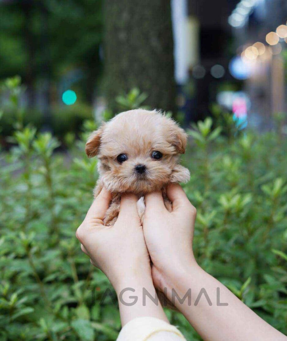 Maltipoo puppy for sale, dog for sale at Tagnimal