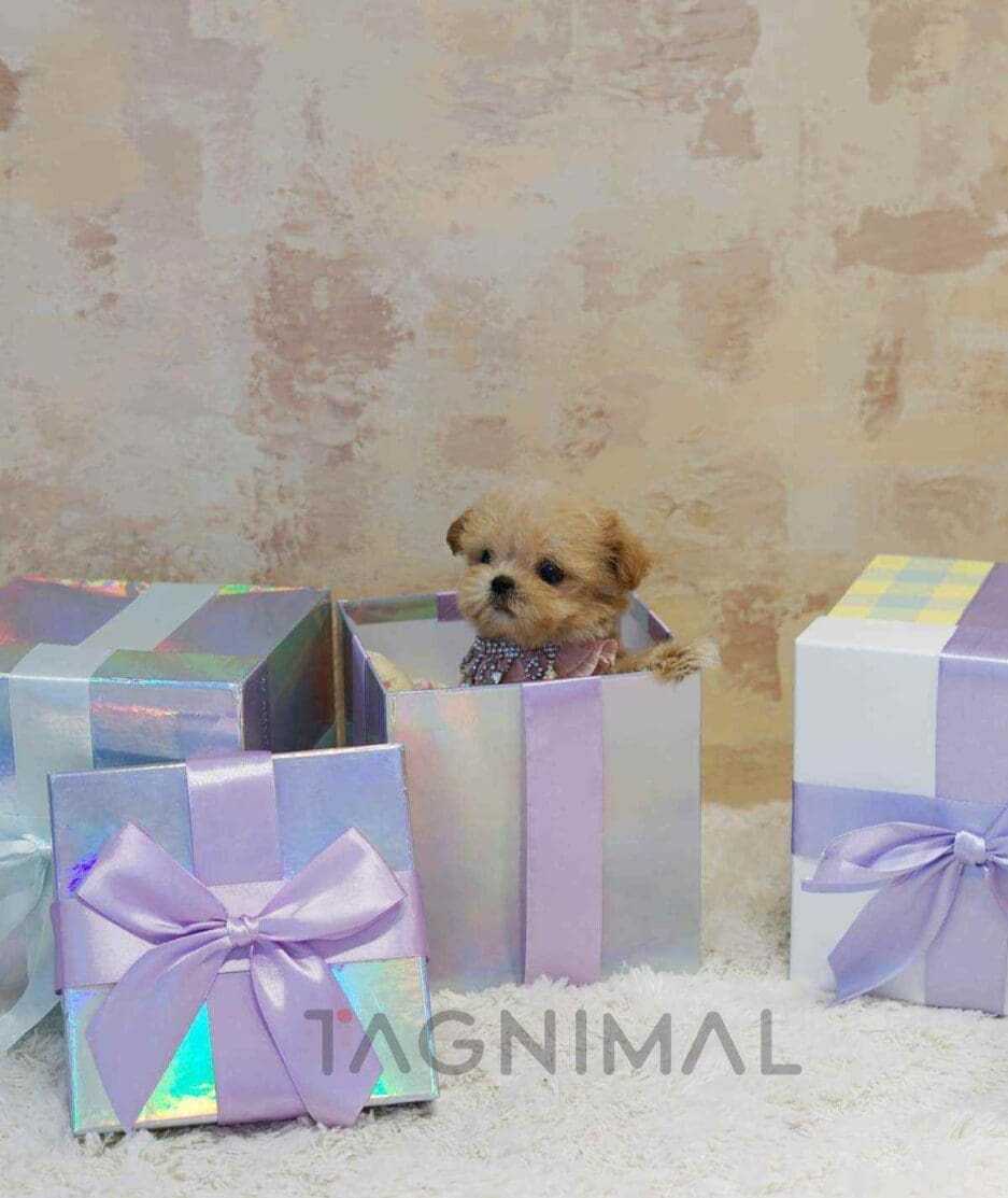 Maltipoo puppy for sale, dog for sale at Tagnimal