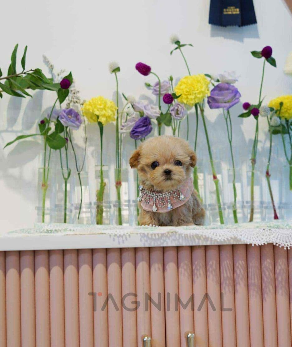 Maltipoo puppy for sale, dog for sale at Tagnimal