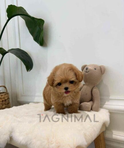 Maltipoo puppy for sale, dog for sale at Tagnimal