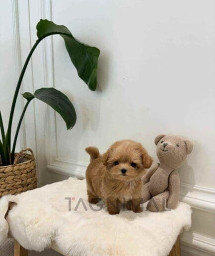 Maltipoo puppy for sale, dog for sale at Tagnimal