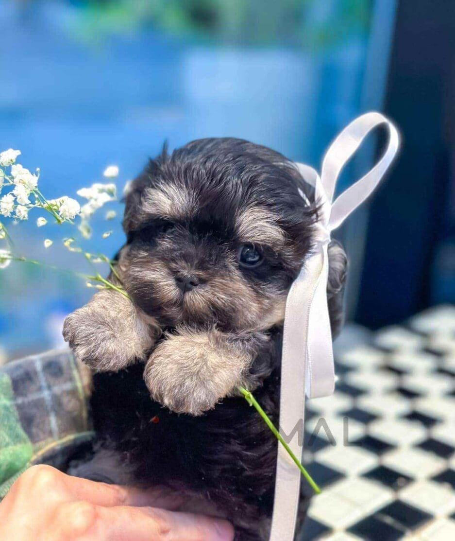 Maltipoo puppy for sale, dog for sale at Tagnimal