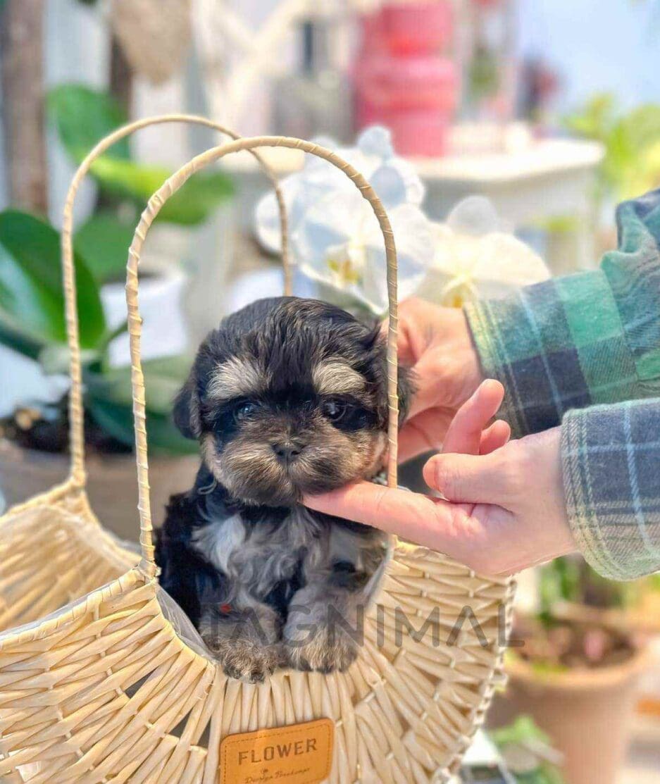 Maltipoo puppy for sale, dog for sale at Tagnimal