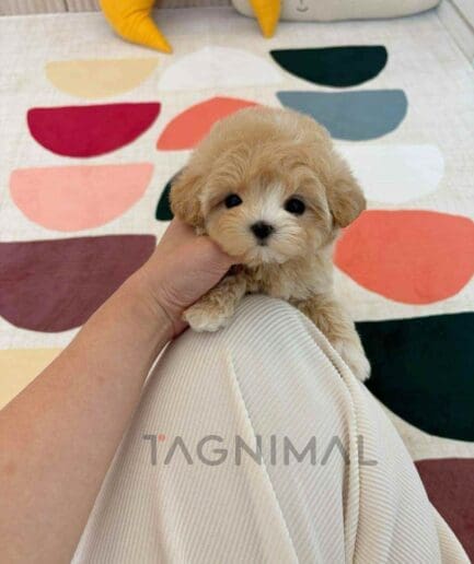 Maltipoo puppy for sale, dog for sale at Tagnimal