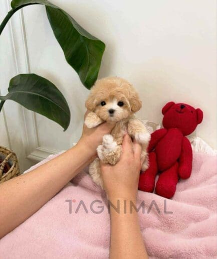 Maltipoo puppy for sale, dog for sale at Tagnimal