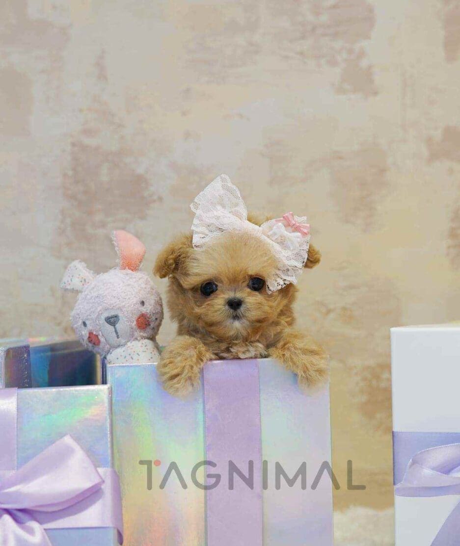 ขายลูกสุนัขมอลทิพู ซื้อสุนัข ซื้อหมา ได้ที่ Tagnimal