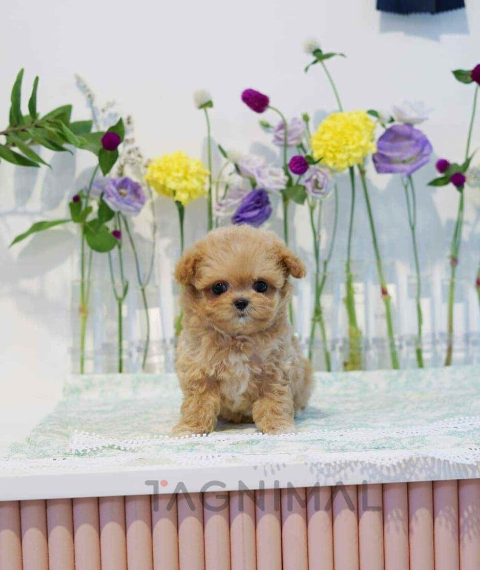 Maltipoo puppy for sale, dog for sale at Tagnimal