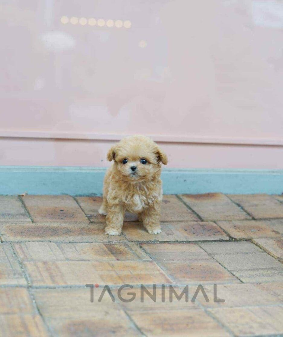 Maltipoo puppy for sale, dog for sale at Tagnimal