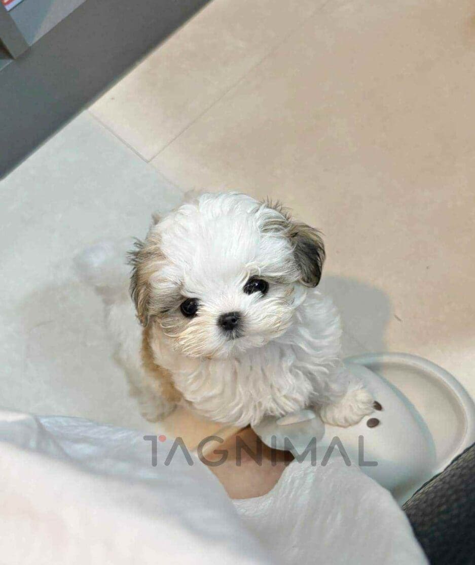 Maltipoo puppy for sale, dog for sale at Tagnimal